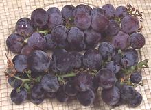 Bunch of Kyoho Grapes