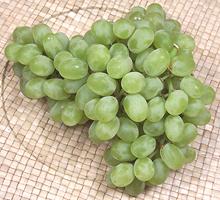 Bunch of Thompson Seedless Grapes