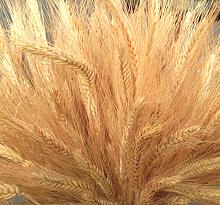 Ripe Durum Wheat