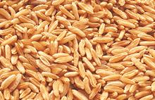 Whole Khorasan Wheat Grains