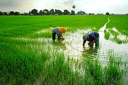 Rice Field being cultivated