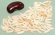 Wild Pecan Rice Grains