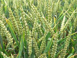Unripe wheat in field