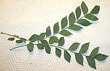 Stems of Curry Leaves