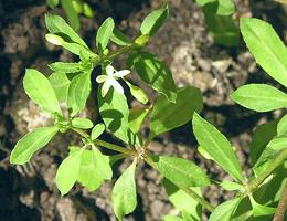 Rau Dang Leaves, Flowers