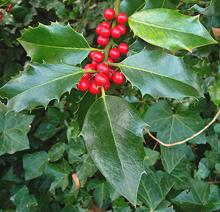 European Holly Leaves and Fruit