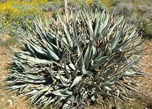 Live Desert Agave Plant