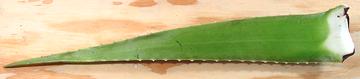 Whole Aloe Leaf, flat side up