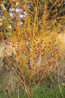 Dry Asparagus Plant with Berries