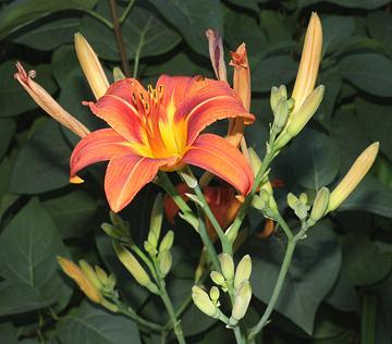 Flowering Daylily Plant