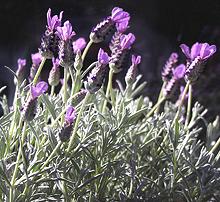 Flowering Lavender Plants