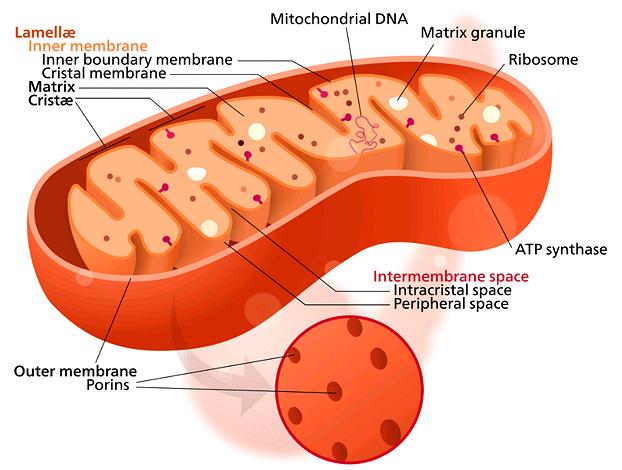 Mitochondria Cell Structure