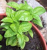 Growing Basil Plant