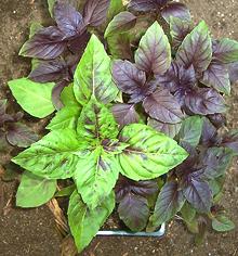 Growing Purple Basil Plant