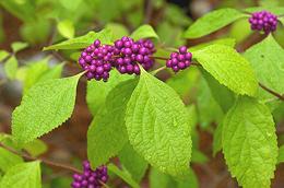 Beautyberry Leaves with Fruit