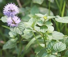 Flowering Bergamot Mint Plants