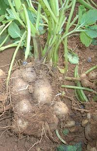 Coleus Potato Roots with Leaves