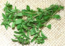 Oregano Stems with Leaves
