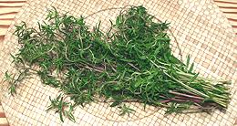 Summer Savory Stems with Leaves