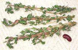 Leafy Thyme Stems