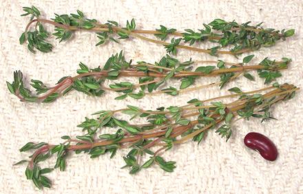 Leafy Stems of Thyme