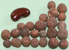 Fruits containing seeds