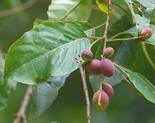Chebula Fruit on Tree