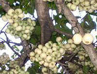 Coolamon Fruit on Tree