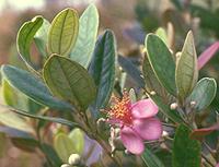 Ceylon Hill Gooseberry Leaves, Flowers