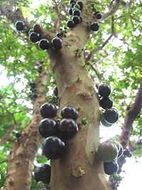 Jabuticaba Tree trunk with fruit 