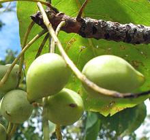 Kakadu Fruit on Tree
