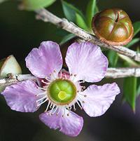 Tea Tree Flower and Pod