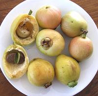 Malibar Plum Fruit, whole, broken