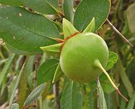 Mangrove Apple Fruit on Tree