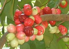 Malay Apple Fruit on Tree