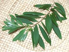 Leafy Melaleuca Branch