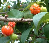 Surinam Cherry Fruit on Tree