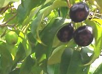 Rain Forest Plum Fruit on Tree
