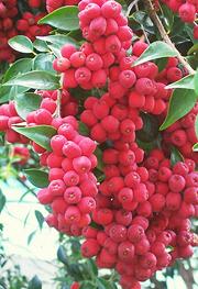 Riberry Fruit on Tree