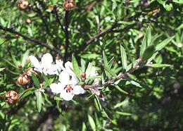 Flowering Tea Tree Branch