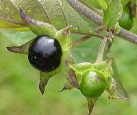 Deadly Nightshade Berries on Plant