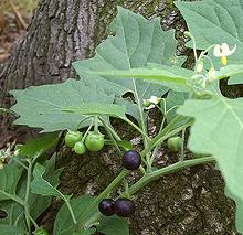 Black Nightshade Fruit on Plant