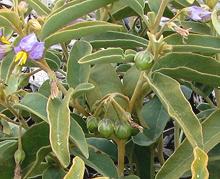 Bush Tomatoes on Plant