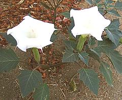 Flowering Datura Plant