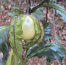 Vietnamese Eggplant Fruit on Plant