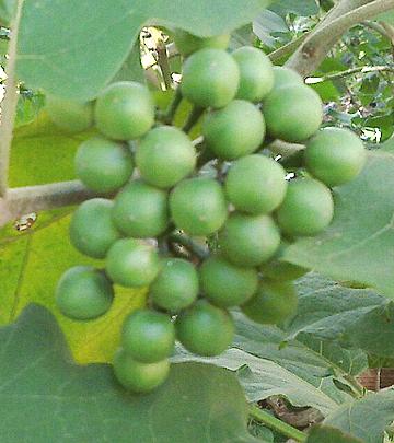 Cluster of Pea Eggplants