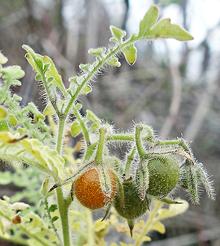 Galapagos Tomatoes on Plant