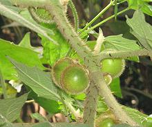 Solanum lasiocarpum with Fruit
