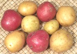 Creamer Potatoes