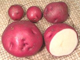 Round Red Potatoes